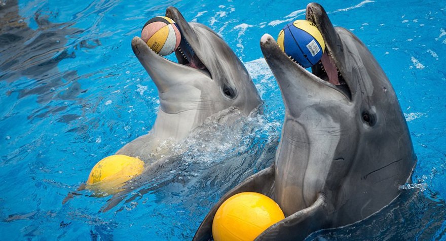 Шоу дельфинов в ТЦ «Рио»